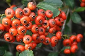 Colorful Berries