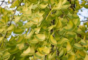 Gingko leaves dyed in autumn colors