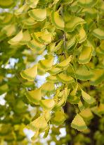 Gingko leaves dyed in autumn colors