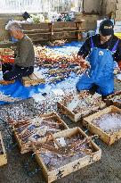 Snow crab fishing season in Japan