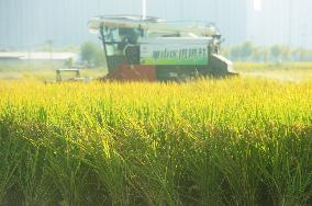 Rice Harvest in Hangzhou