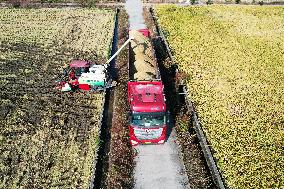 Rice Harvest in Hangzhou