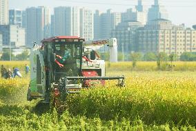 Rice Harvest in Hangzhou