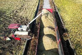 Rice Harvest in Hangzhou