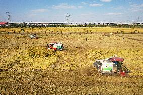 Rice Harvest in Hangzhou