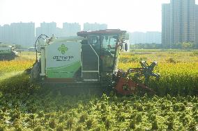 Rice Harvest in Hangzhou