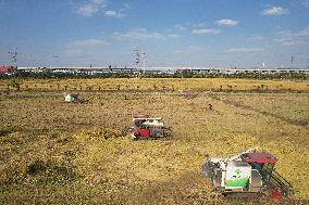 Rice Harvest in Hangzhou