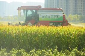 Rice Harvest in Hangzhou