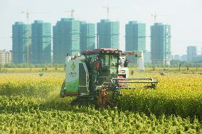 Rice Harvest in Hangzhou