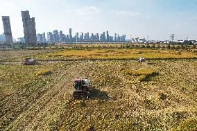 Rice Harvest in Hangzhou