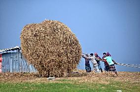 Hay Used To Feed Cattle - Bangladesh