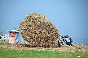 Hay Used To Feed Cattle - Bangladesh