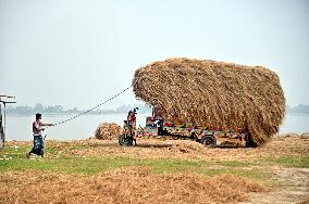 Hay Used To Feed Cattle - Bangladesh