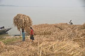 Hay Used To Feed Cattle - Bangladesh