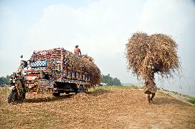 Hay Used To Feed Cattle - Bangladesh