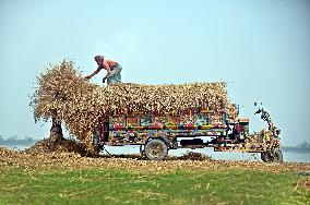 Hay Used To Feed Cattle - Bangladesh