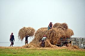 Hay Used To Feed Cattle - Bangladesh