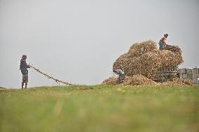 Hay Used To Feed Cattle - Bangladesh