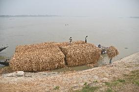 Hay Used To Feed Cattle - Bangladesh