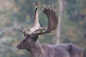 Stag Deer at Dagnam Park The Manor