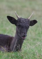 Stag Deer at Dagnam Park The Manor