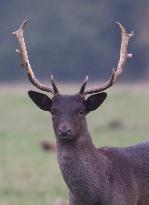 Stag Deer at Dagnam Park The Manor