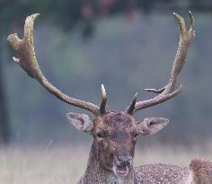 Stag Deer at Dagnam Park The Manor