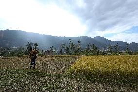 Farmers Harvest Paddy In Nepal