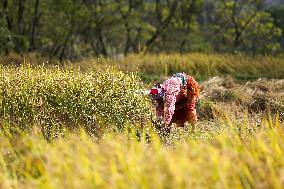 Farmers Harvest Paddy In Nepal