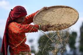 Farmers Harvest Paddy In Nepal