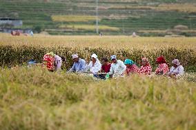 Farmers Harvest Paddy In Nepal