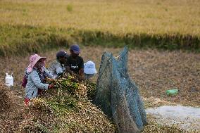 Farmers Harvest Paddy In Nepal