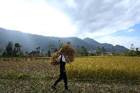 Farmers Harvest Paddy In Nepal