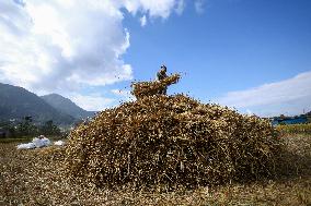 Farmers Harvest Paddy In Nepal