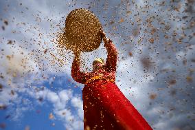 Farmers Harvest Paddy In Nepal