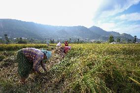 Farmers Harvest Paddy In Nepal