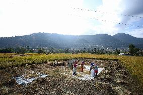 Farmers Harvest Paddy In Nepal