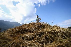 Farmers Harvest Paddy In Nepal