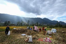 Farmers Harvest Paddy In Nepal