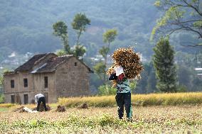 Farmers Harvest Paddy In Nepal