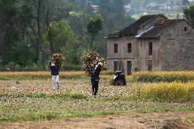 Farmers Harvest Paddy In Nepal