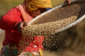 Farmers Harvest Paddy In Nepal