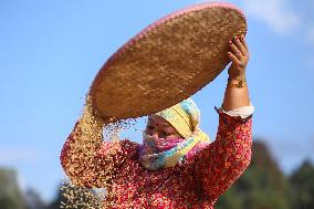 Farmers Harvest Paddy In Nepal