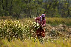 Farmers Harvest Paddy In Nepal