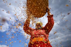 Farmers Harvest Paddy In Nepal