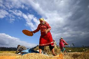 Farmers Harvest Paddy In Nepal