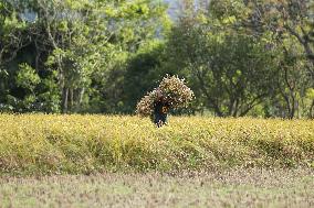 Farmers Harvest Paddy In Nepal