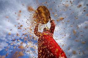 Farmers Harvest Paddy In Nepal