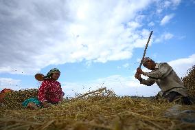 Farmers Harvest Paddy In Nepal