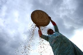 Farmers Harvest Paddy In Nepal